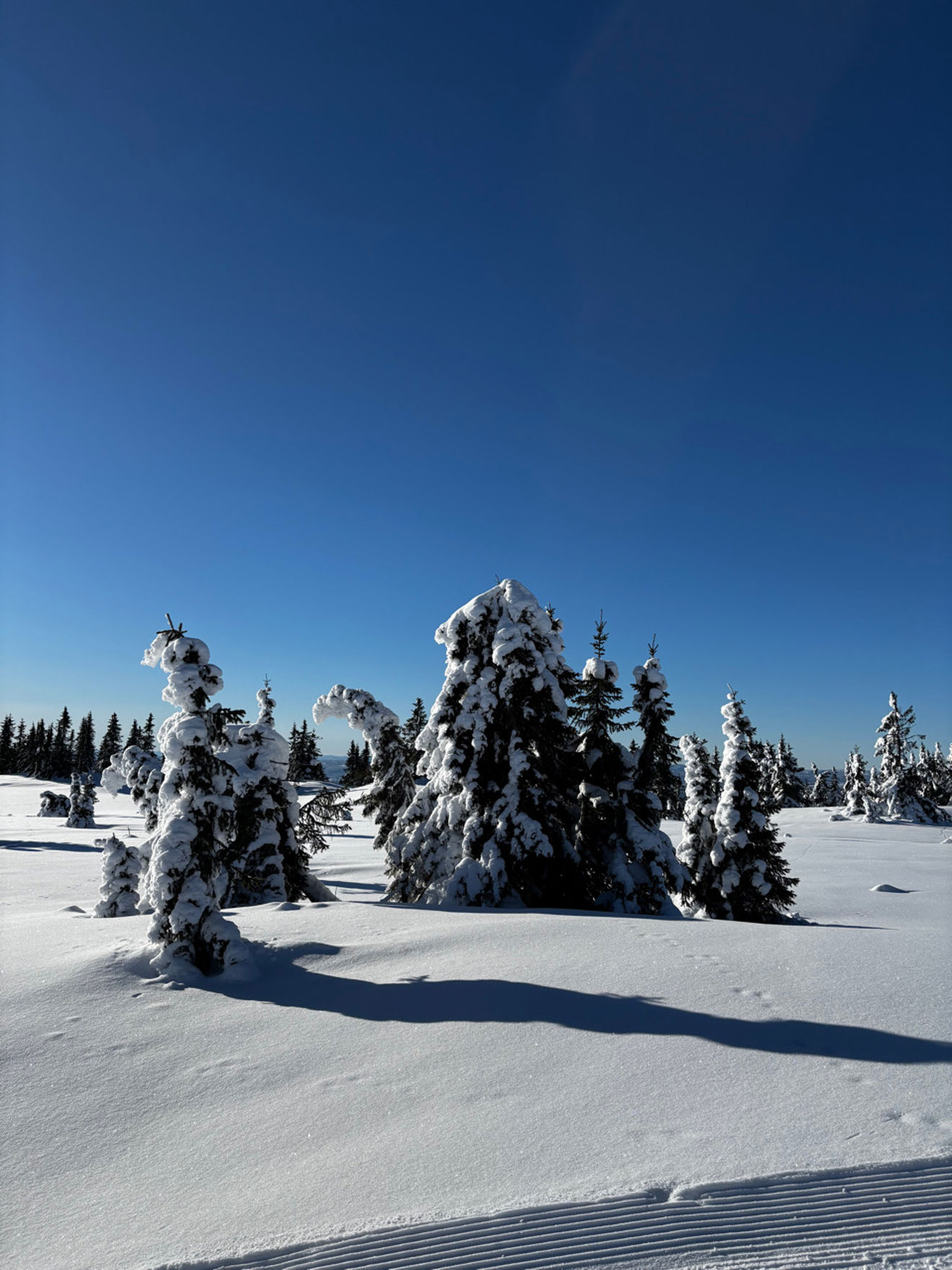 et snødekt landskap med trær