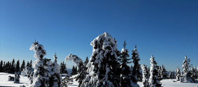 Foto: Nils Otto Steen-Utheim et snødekt landskap med trær