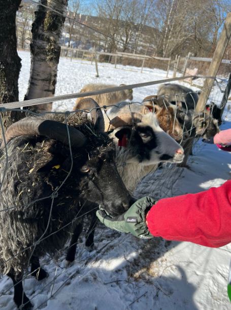 Vi hilser på dyra Vi hilser på dyra